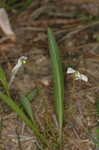 Bog white violet